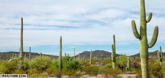 Appliance Alchemy: Ensuring Functionality Amidst the Heat in Arizona