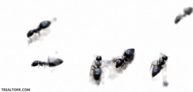 ants going around the house Say Goodbye To Ants Forever! Discover The Secret Weapon You Need at trealtorr.com