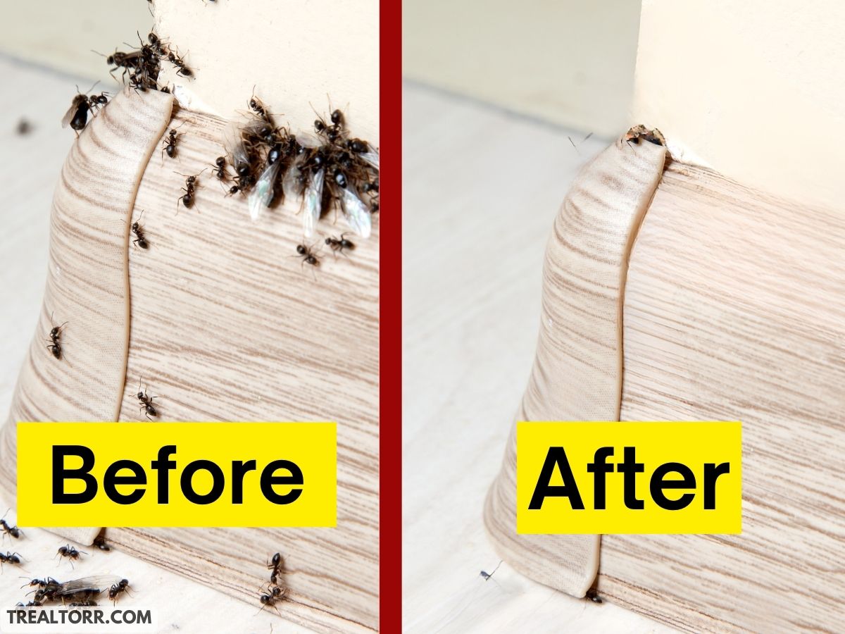 Say Goodbye To Ants Forever! Discover The Secret Weapon You Need