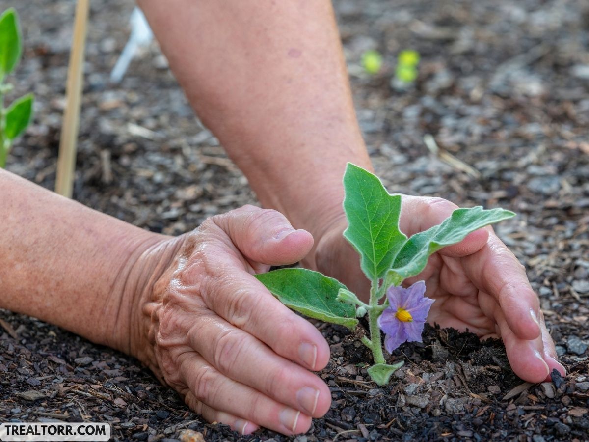 Beginner’s Guide to Gardening: Essential Tips for New Gardeners