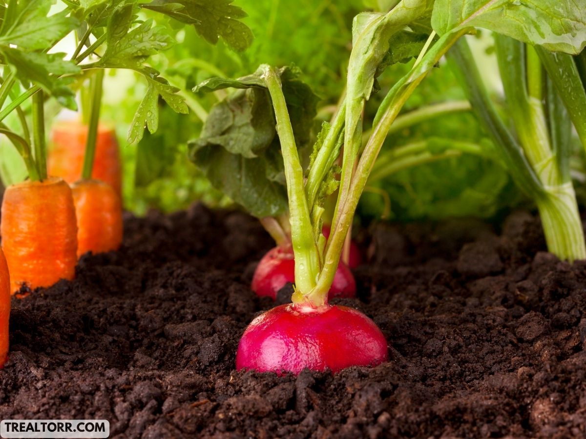 Composting for Garden Health: Benefits and Techniques
