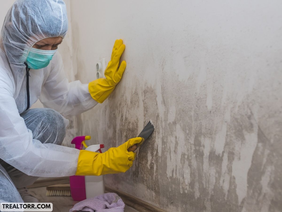 DIY vs. Professional Repair for Water Damaged Walls: Which is Better?