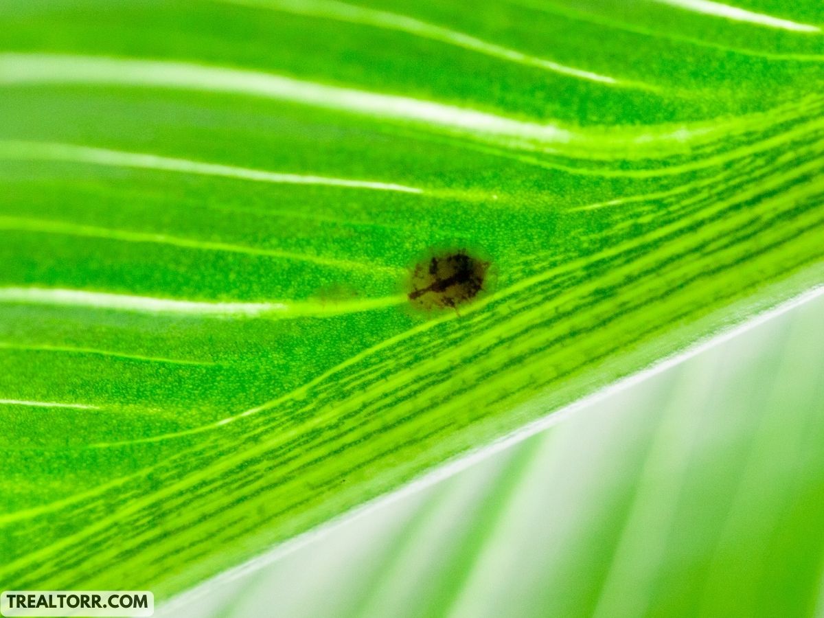 Houseplant Pests: Easy Identification and Treatment Strategies