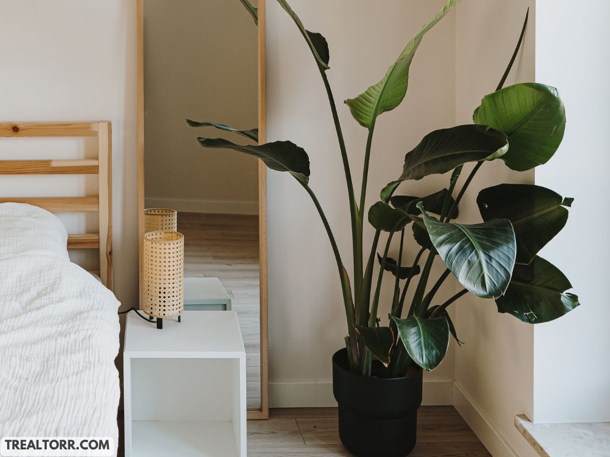 Indoor Plant Care 101: Easy Tips for Popular Houseplants