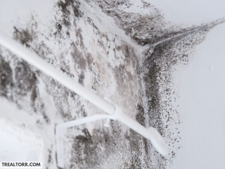 Mold Growth from Water Damage on Walls: Prevention and Treatment Made Easy