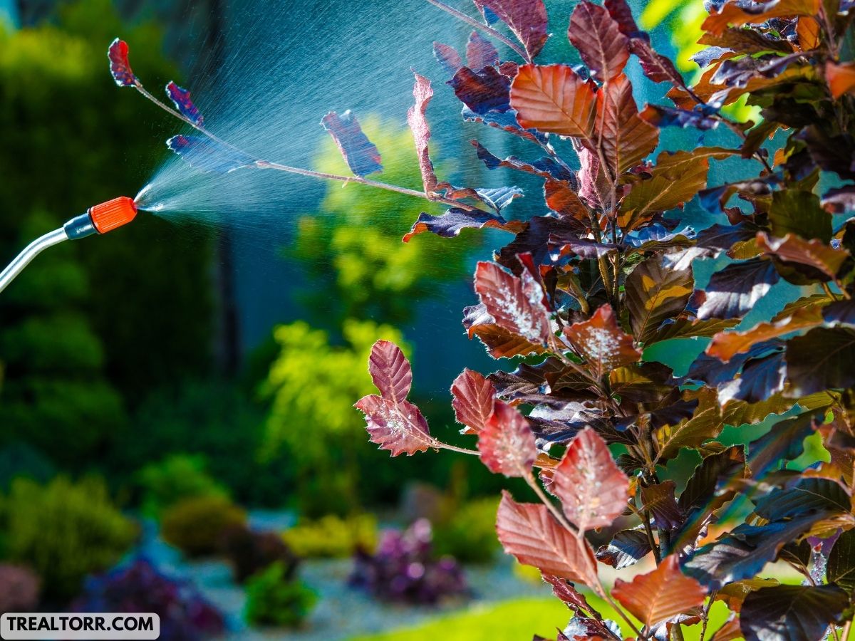 Natural Garden Pest Control Methods: Easy Organic Fixes for Common Pests