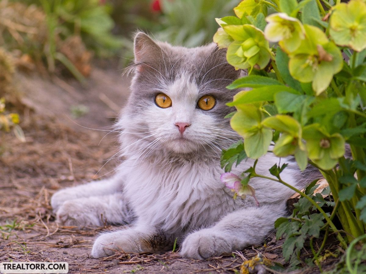 Pet-Friendly Gardens: How to Design Safe and Fun Spaces for Your Furry Friends