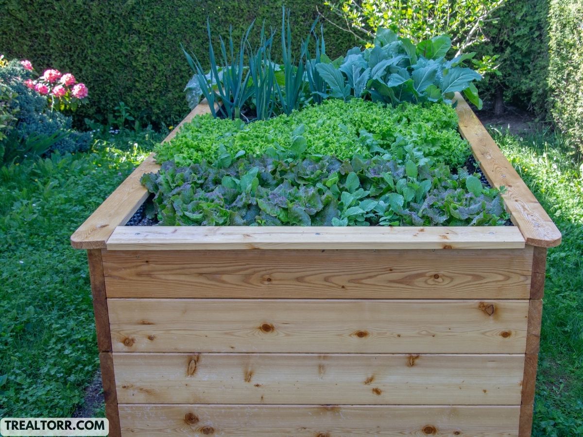 Raised Garden Beds: Benefits and Easy Construction Tips