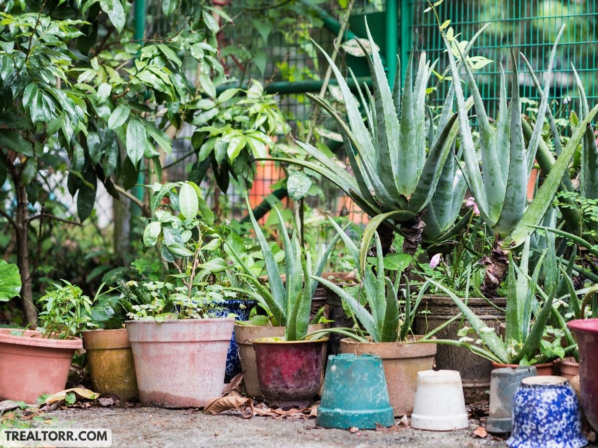 small plants on ground floor