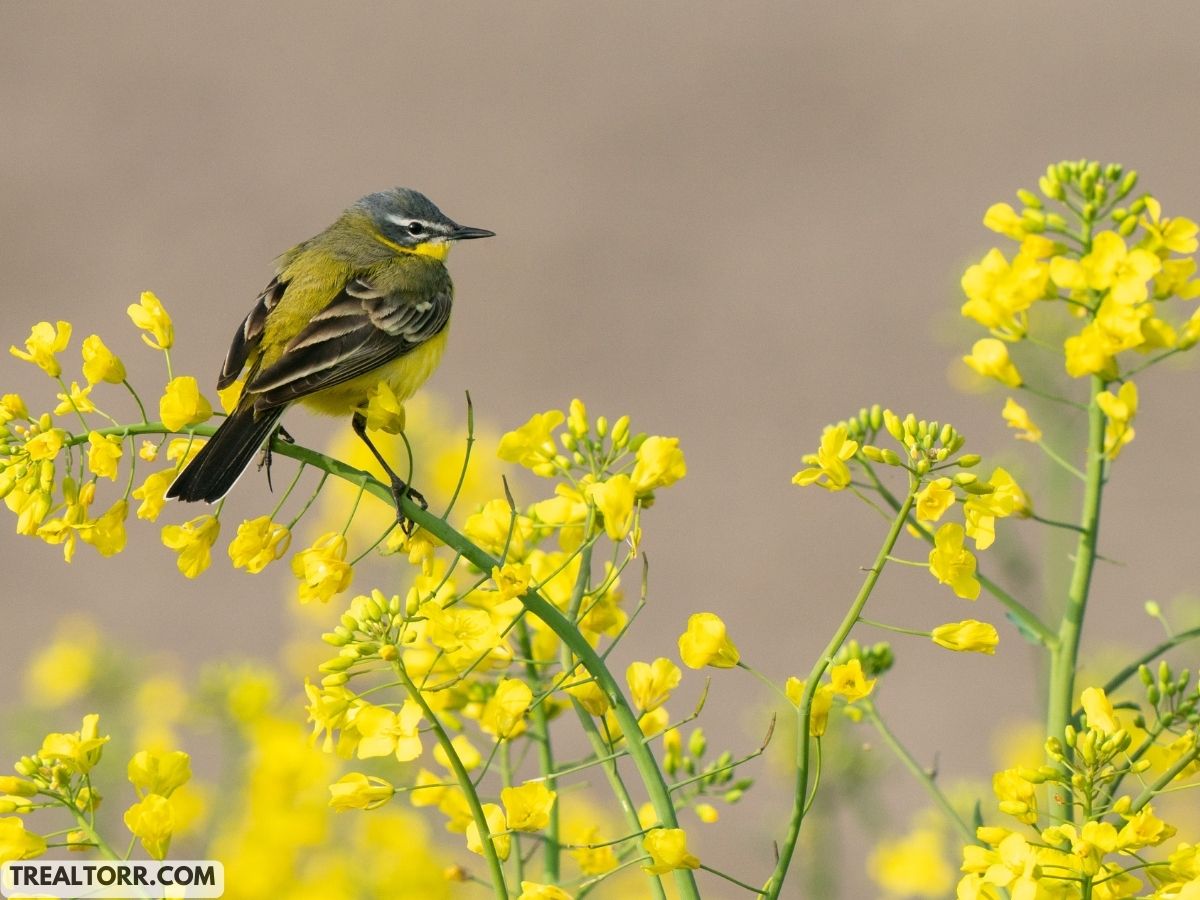 Wildlife-Friendly Gardens: Attract Beneficial Animals and Insects