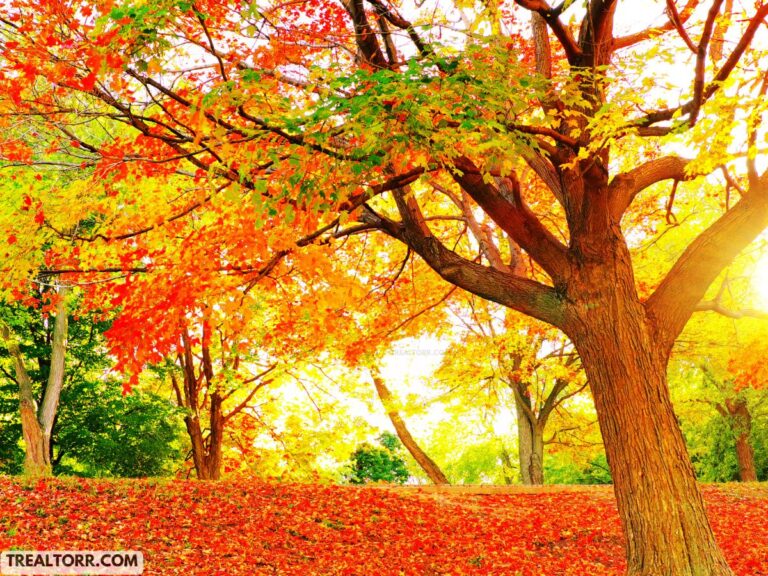 Fall Leaves