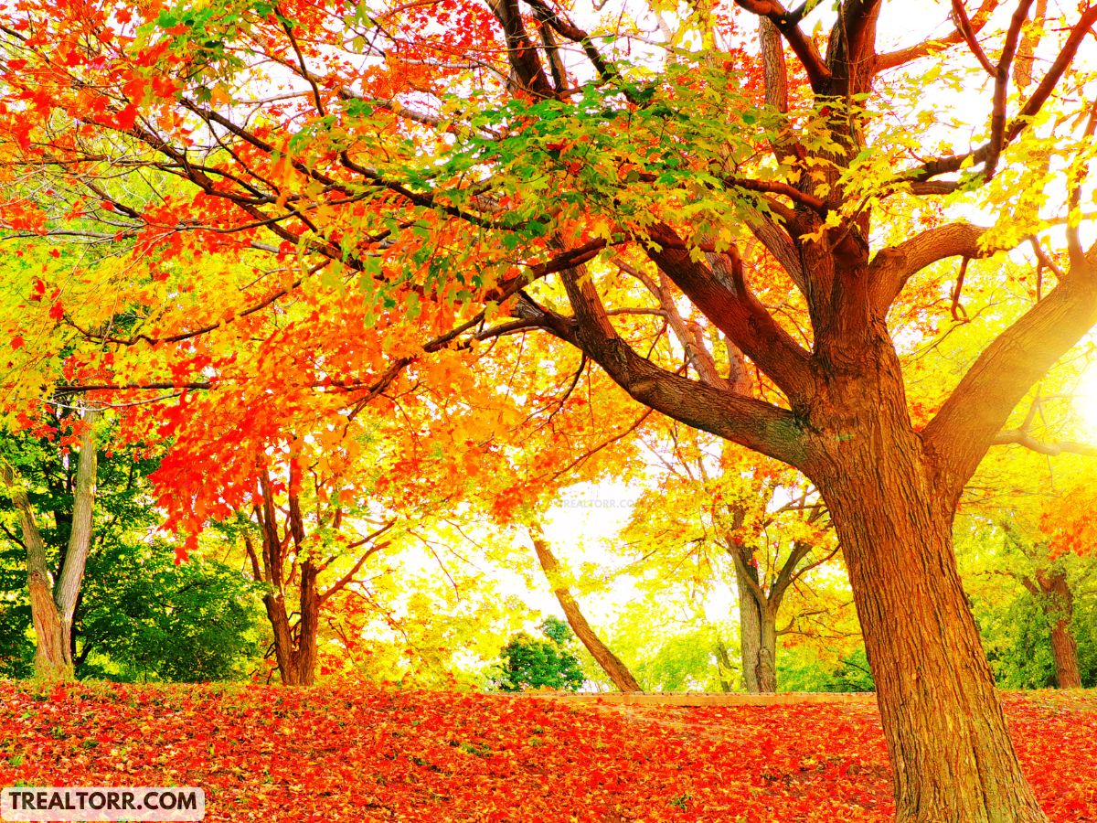 Fall Leaves