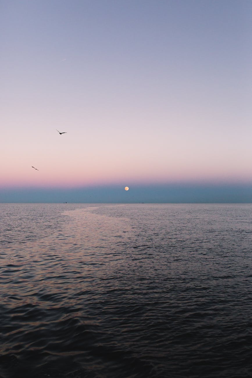 birds flying over the sea during daybreak Virginia Beach, VA,