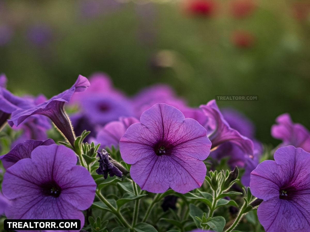 Purple flowers
