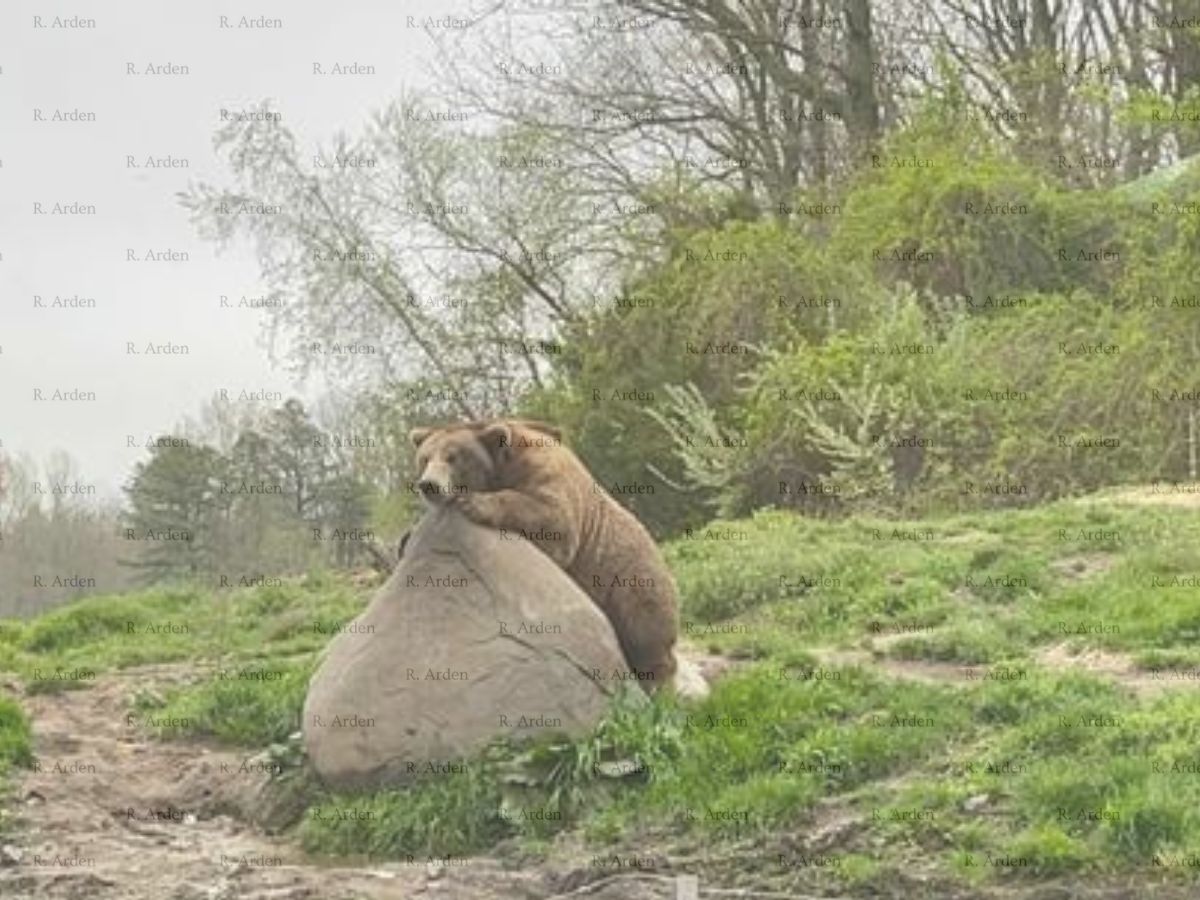 Grizzly Bear Resting on a Rock by R. Arden